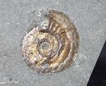 Psiloceras planorbis (SOWERBY 1824) - Bild © FossNet FossilienStore